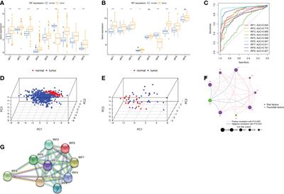 Identification of IRF-associated molecular subtypes in clear cell renal cell carcinoma to characterize immunological characteristics and guide therapy